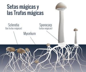 Diferencia entre Setas y Trufas Mágicas