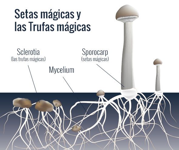 Microdosis de Trufas Mágicas