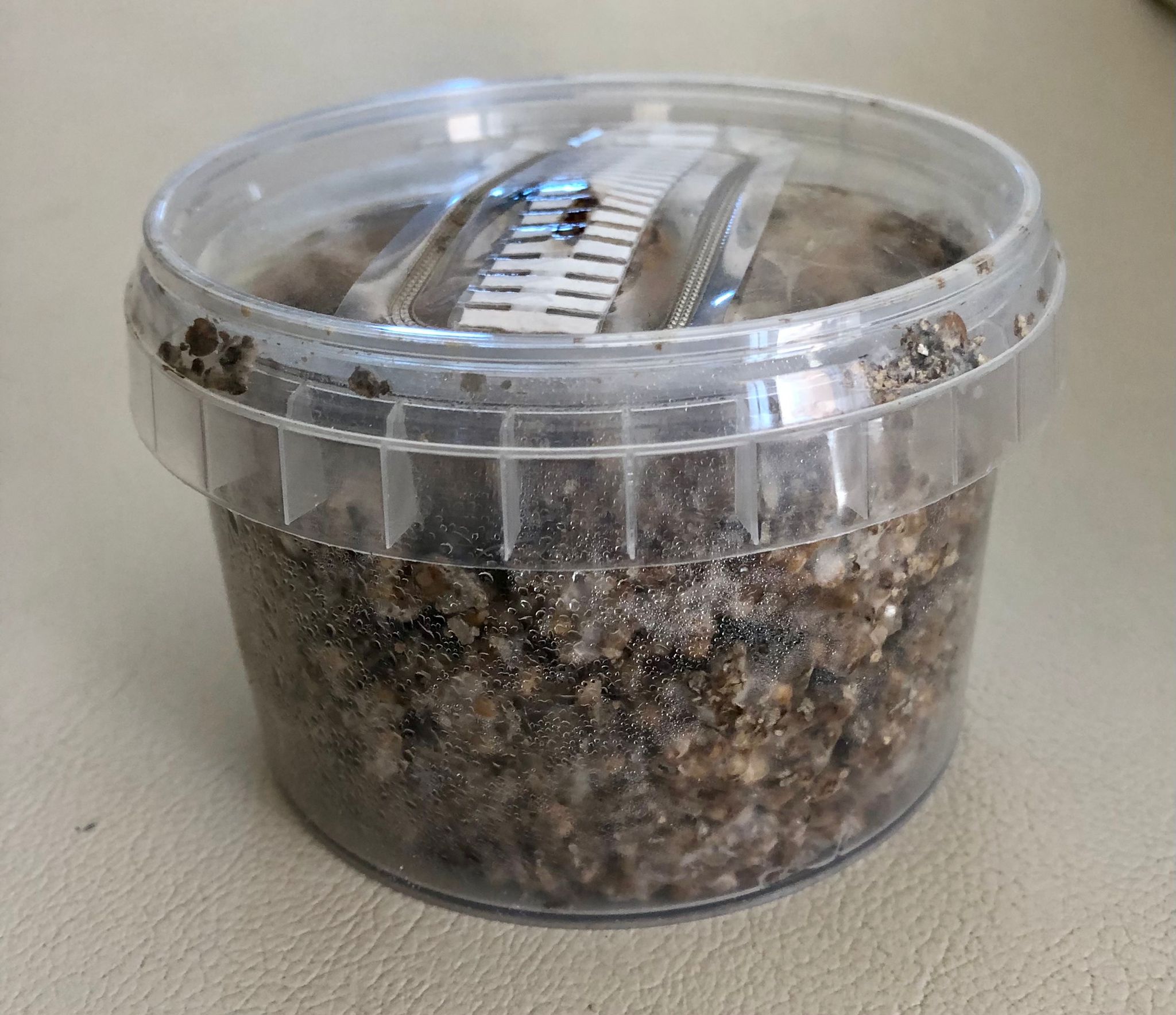 Truffle Growkit Spanish Bull - Image 3