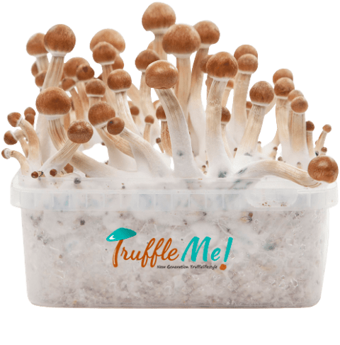 B+ Mushroom Truffle Grow Kit - Truffle Me!